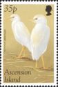 Cattle Egret (Bubulcus ibis)